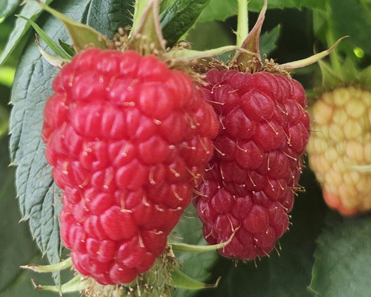 Zreli plodovi maline