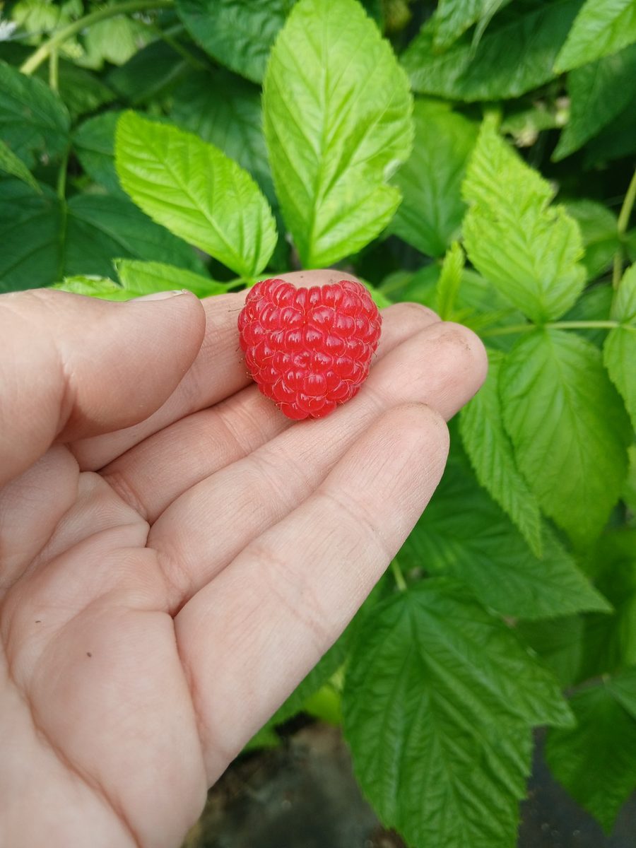 Plod maline u ruci proizvođača