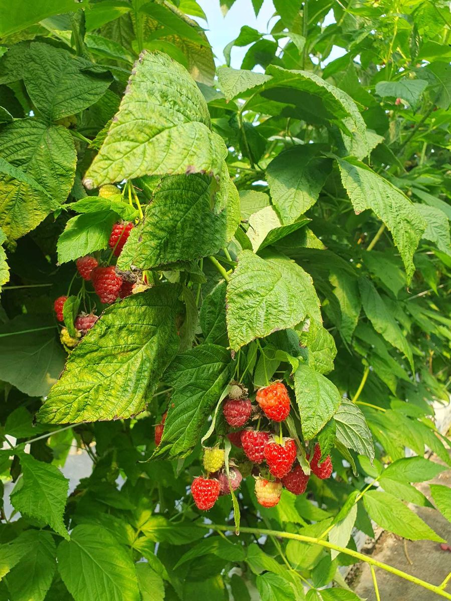 Maline na biljci u zasadu